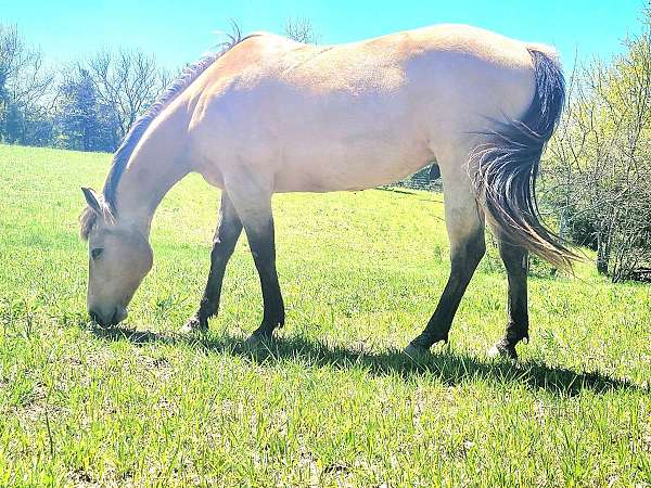 big-boy-quarter-horse