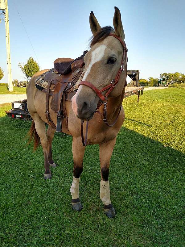 boy-quarter-horse