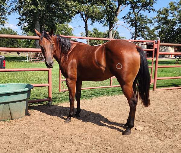 great-ranch-filly