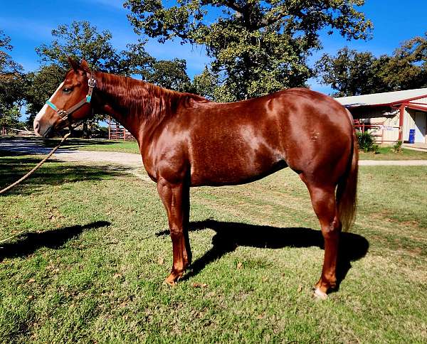 quarter-horse-mare