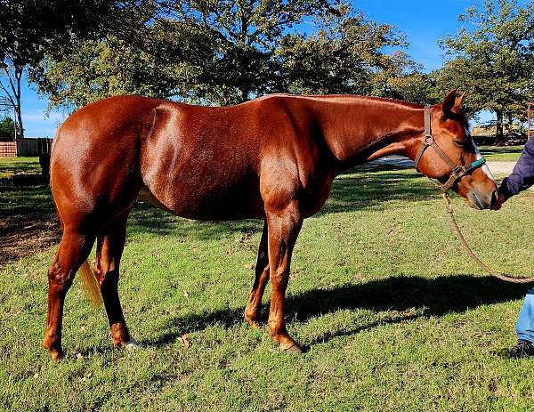 quarter-horse-for-sale