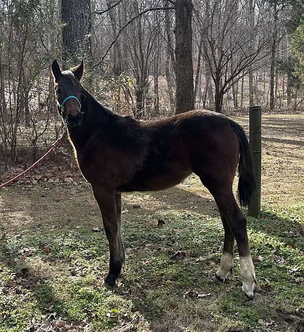 all-around-friesian-horse