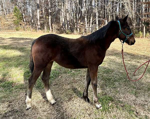 aqha-filly-friesian-horse