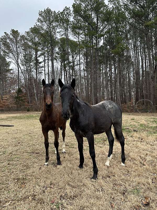 middle-tn-friesian-horse