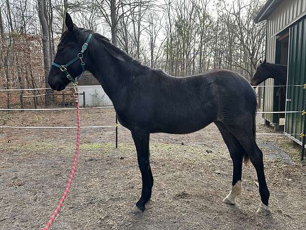 all-around-friesian-horse