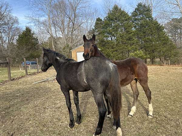 athletic-friesian-horse