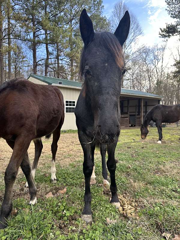 breeding-friesian-horse