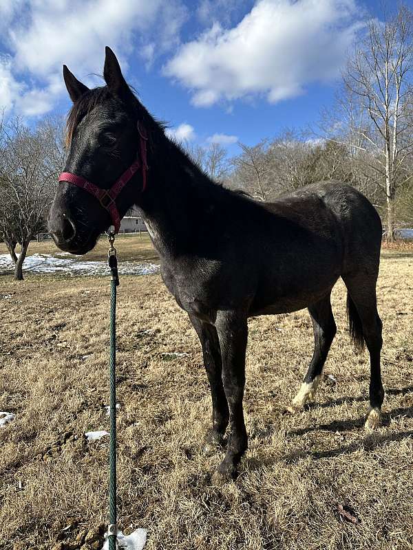 athletic-friesian-horse