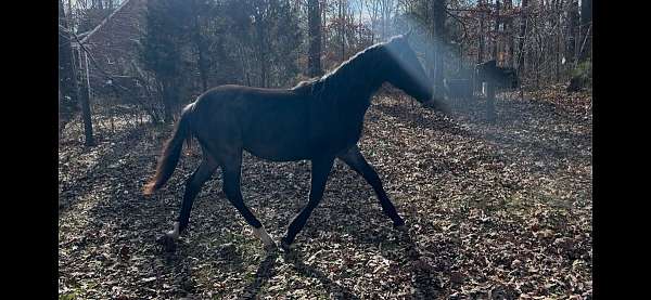 breeding-friesian-horse