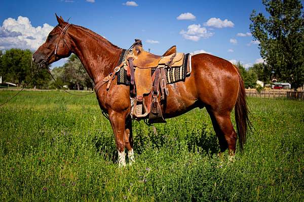 all-around-quarter-horse