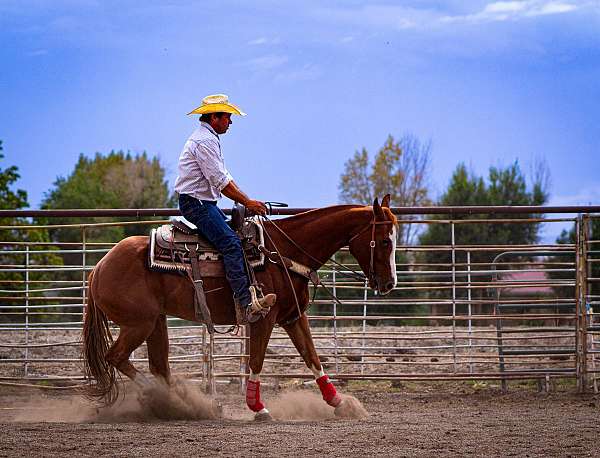 ranch-versatility-quarter-horse