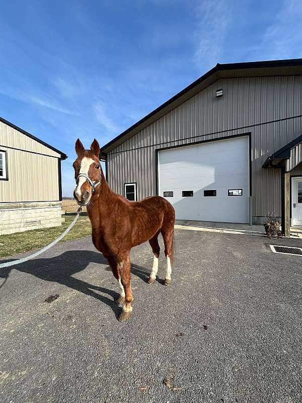 crossbred-pony-gelding