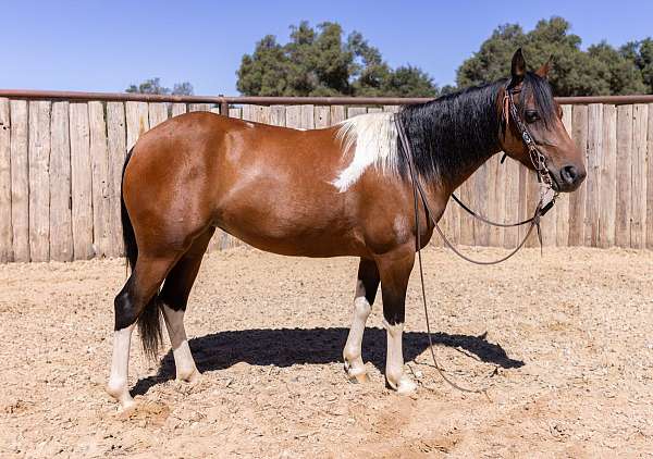 vet-checked-pony