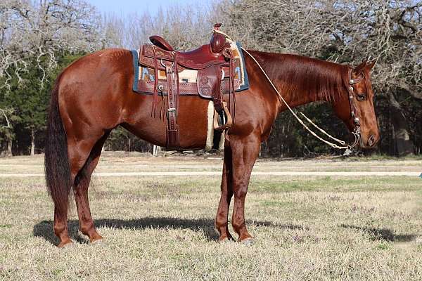 all-around-quarter-horse