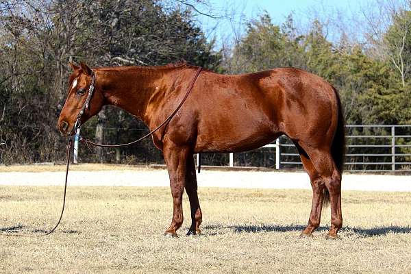 athletic-quarter-horse