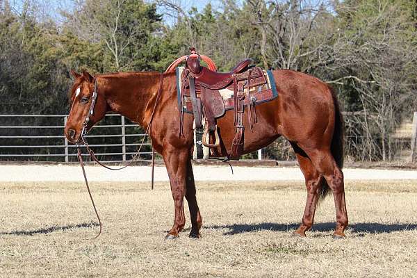 auction-quarter-horse