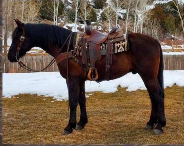 auction-morgan-horse