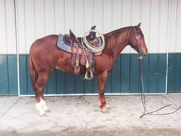 sorrel-white-roping-horse