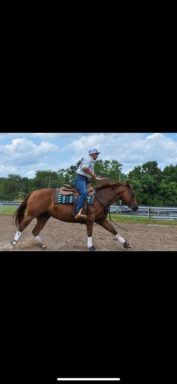 buckle-winner-quarter-horse