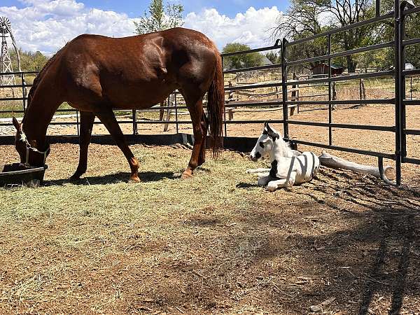 recip-mare-thoroughbred-horse