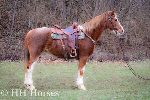 all-around-kentucky-mountain-horse