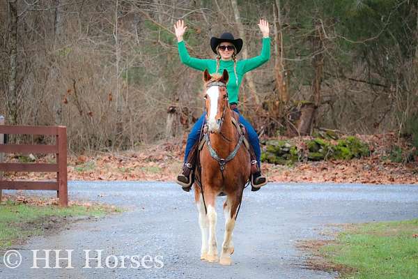 athletic-kentucky-mountain-horse