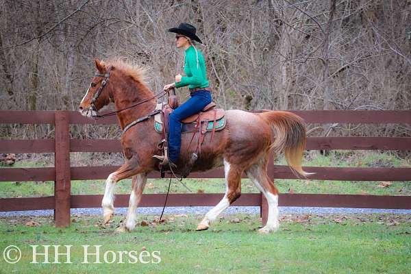 beginner-kentucky-mountain-horse