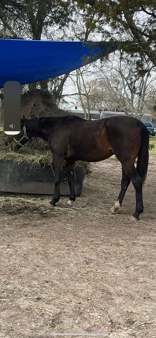 star-stripe-horse