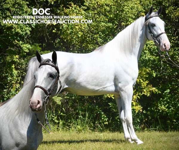 bow-tennessee-walking-horse