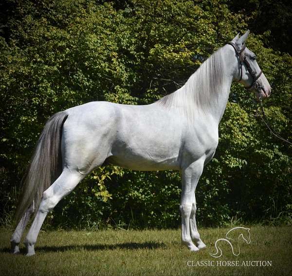 has-coggins-tennessee-walking-horse