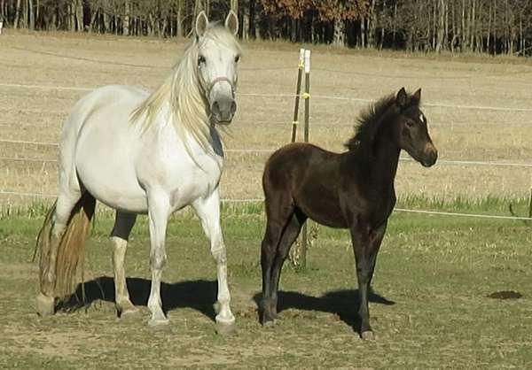 andalusian-filly