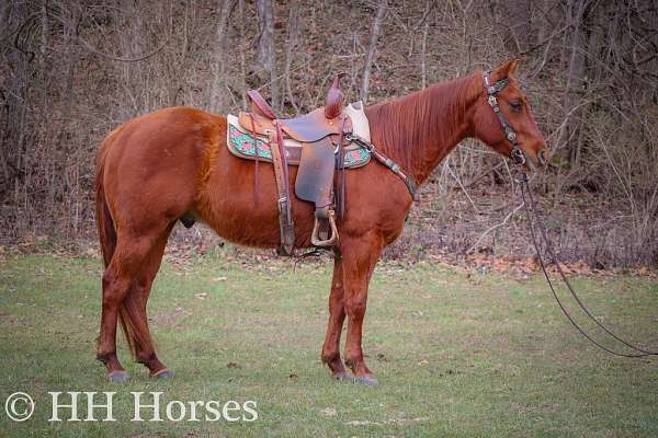 all-around-quarter-horse