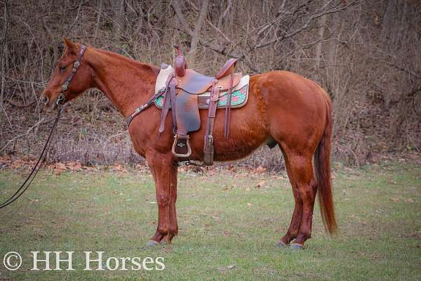 beginner-quarter-horse