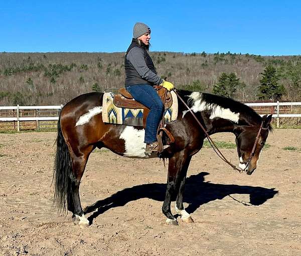 bay-roan-yout-horse