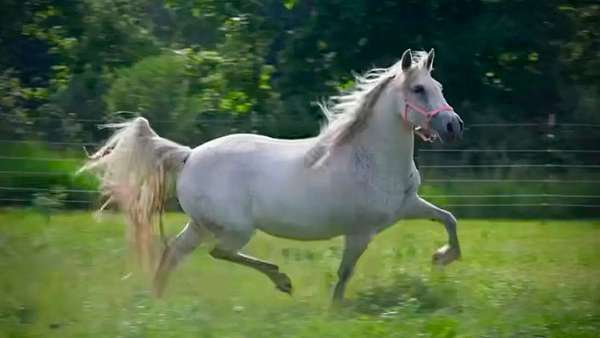 double-registered-stallion-filly