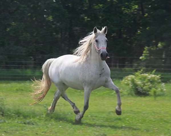 double-registered-stallion-foal