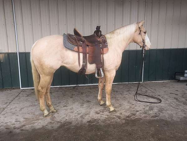 palomino-quarter-horse-mare