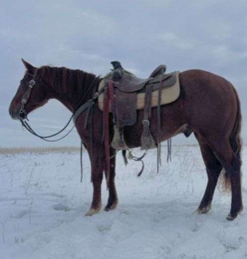 sabino-team-roping-horse