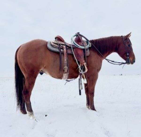 sorrel-ranch-work-trail-horse