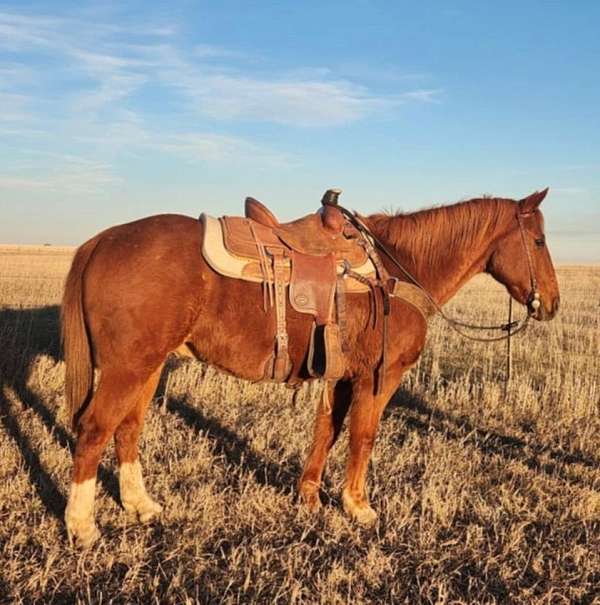 trail-riding-quarter-horse