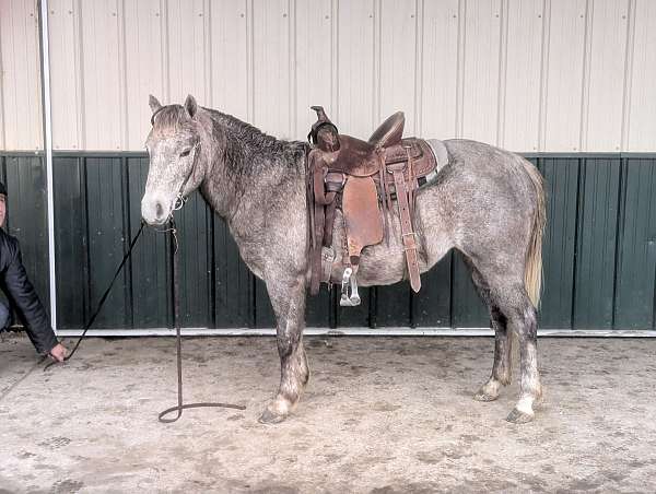 grey-white-pony-quarter-horse-mare