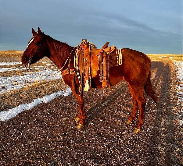 sorrel-white-heel-horse