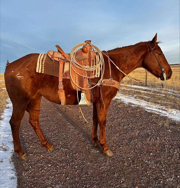 sorrel-white-ranch-work-horse