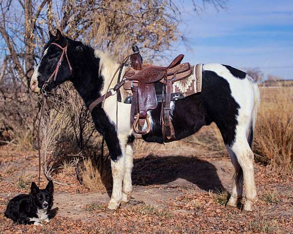 working-cow-paint-horse