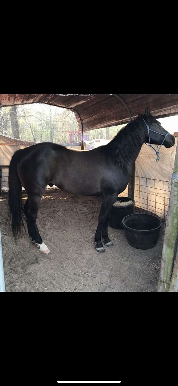 quarter-horse-for-sale