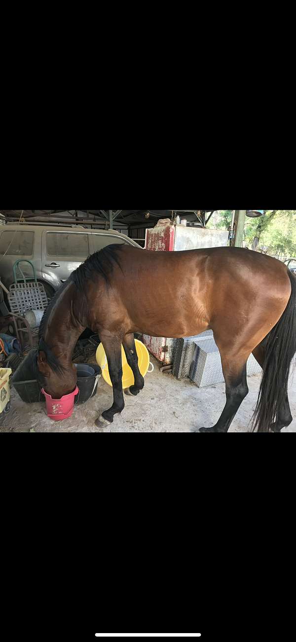 quarter-horse-for-sale