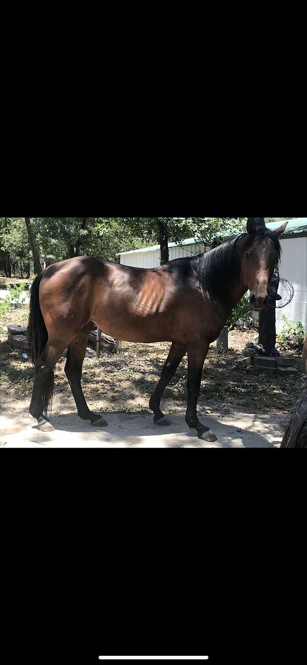 quarter-horse-gelding