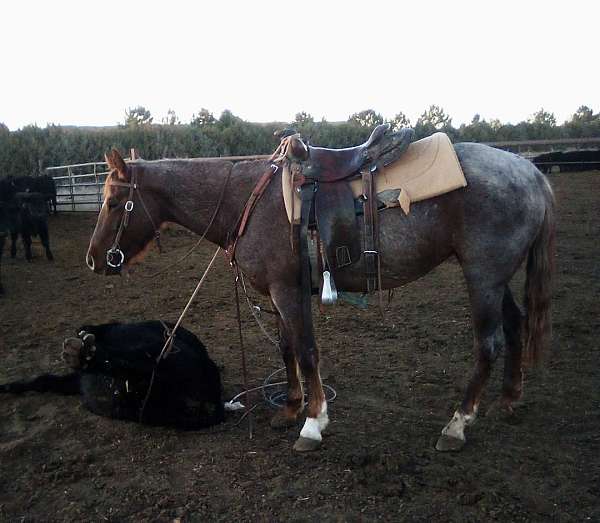 cutting-working-cow-quarter-horse