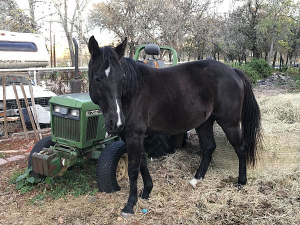 quarter-horse-for-sale