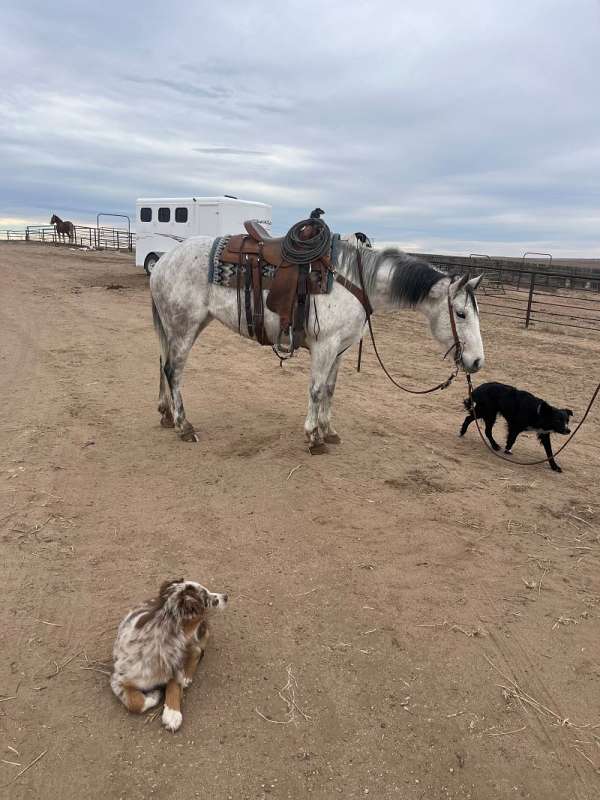 ranch-versatility-quarter-horse